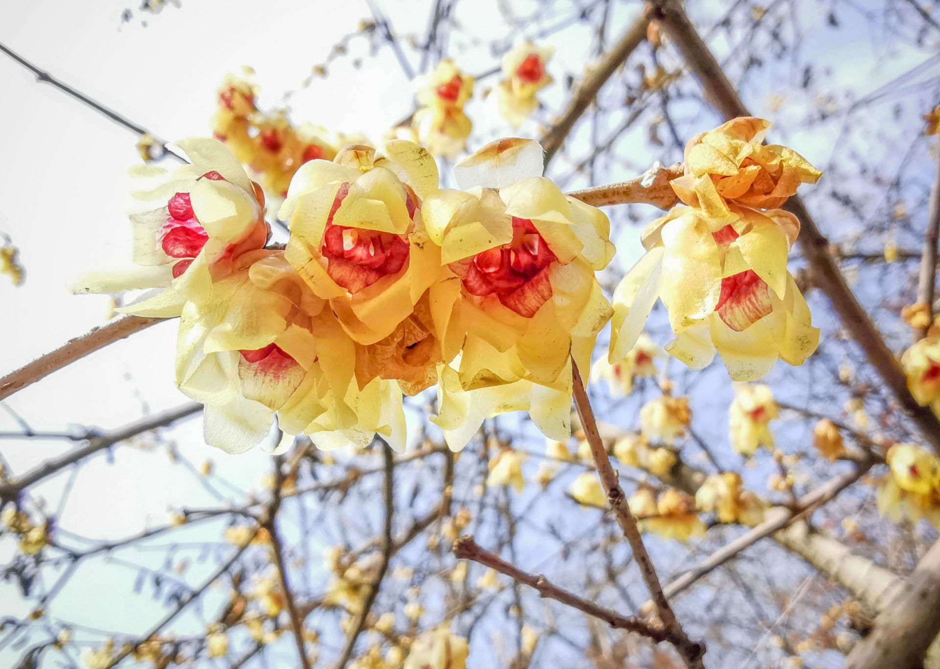 腊梅、迎春……中山公园传来“春消息”早春信号④