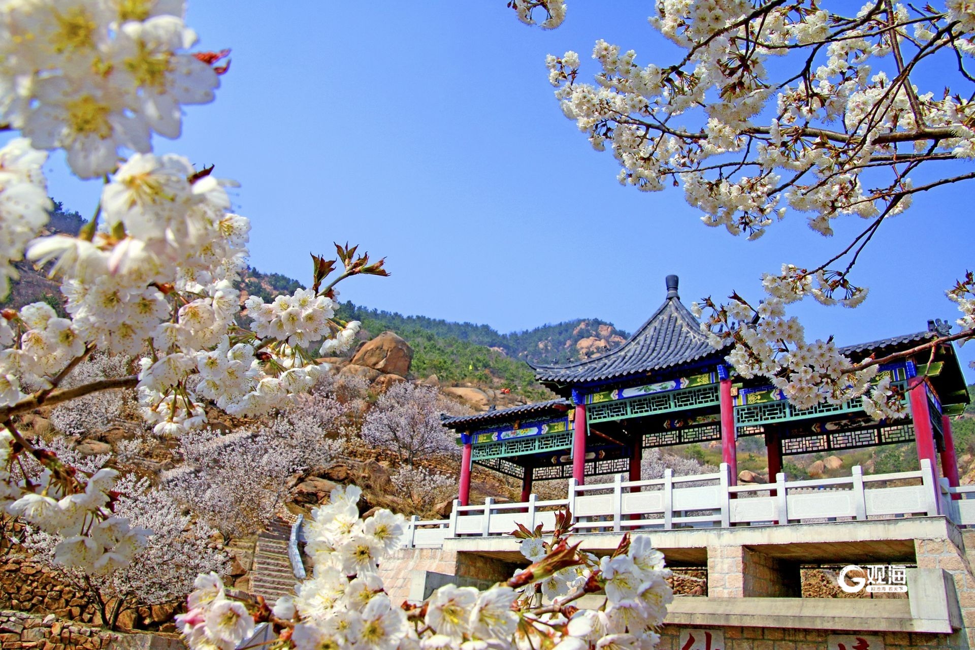 阳春三月，来青岛这里赴一场“风花雪月”之旅