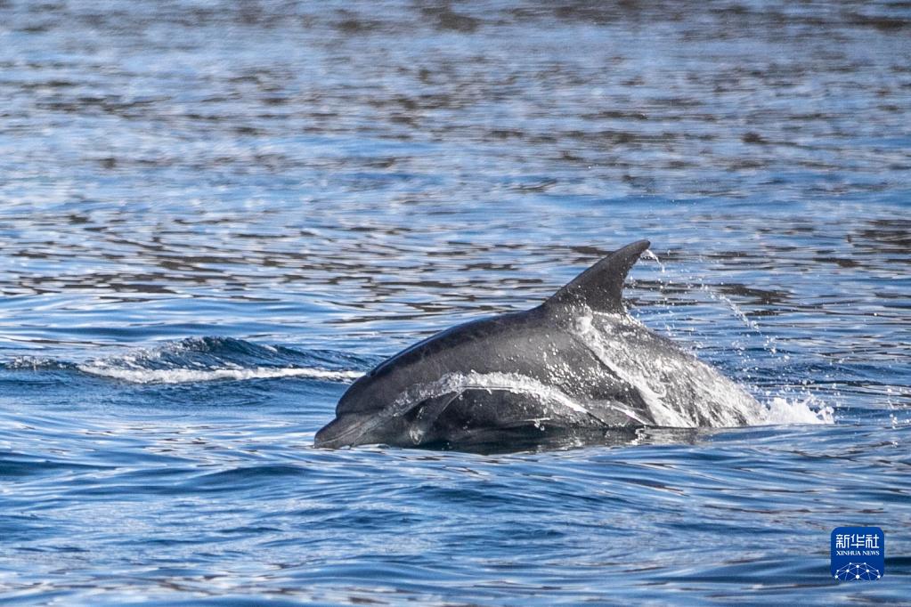 南非福尔斯湾的海豚和鲸鱼