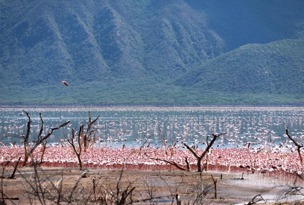 湿地之美丨肯尼亚博戈里亚湖国家保护区 