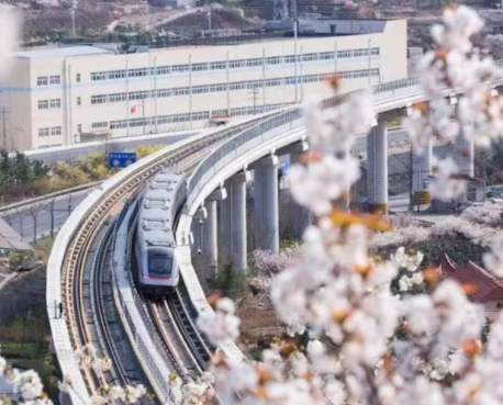 开启赏樱旅程，感受春日浪漫！青岛地铁11号线明起压缩周末行车间隔