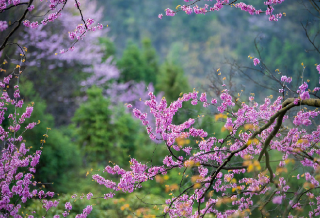 仲春赏花，高清限定壁纸上新！