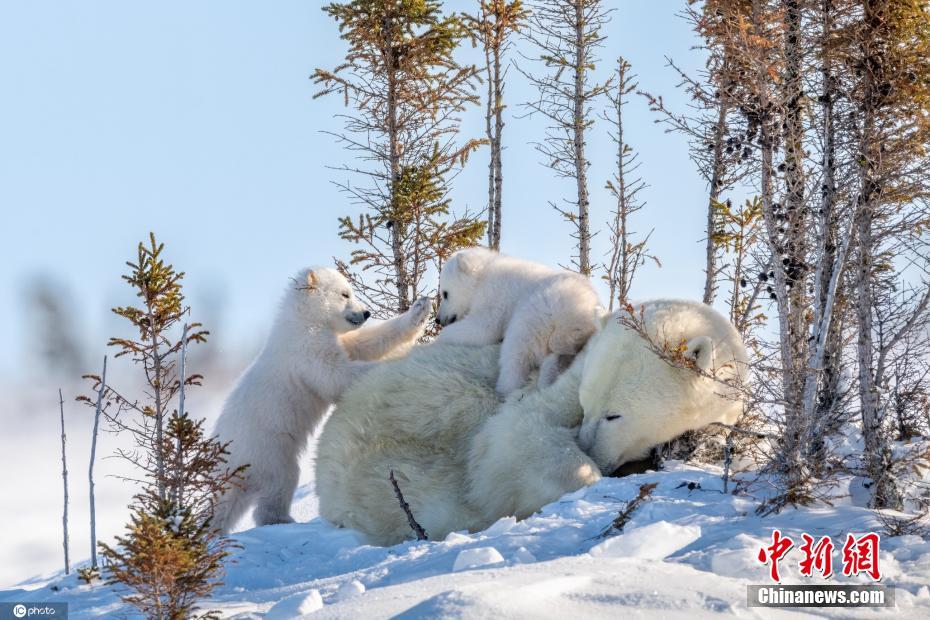 北极熊亲子可爱瞬间 氛围超和谐