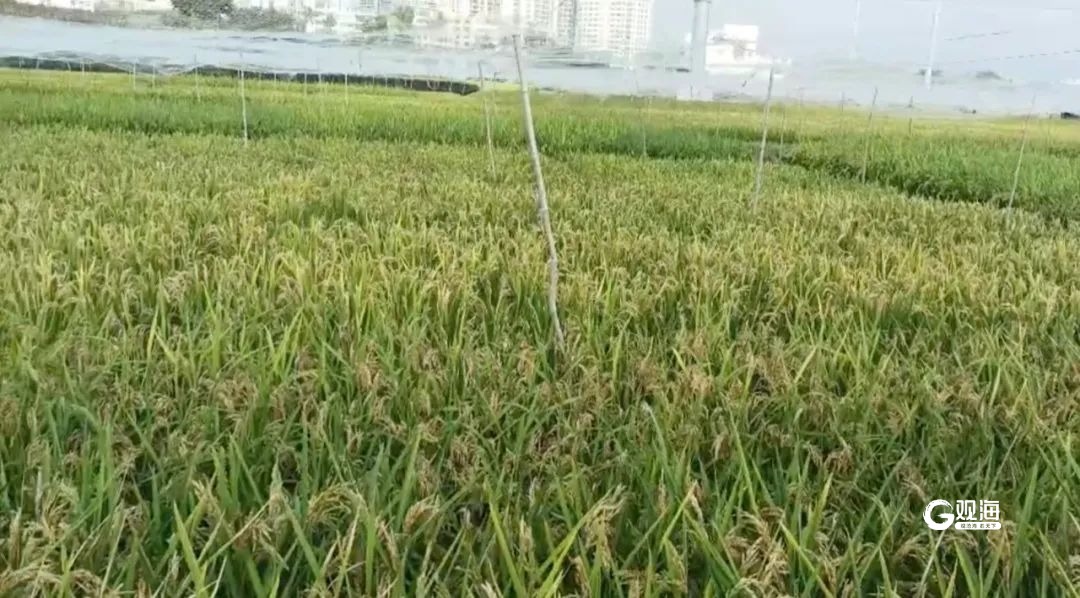 收割在望，青岛“海水稻”南繁部分小品种进入成熟期