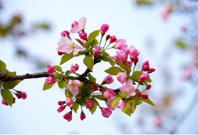 仲春賞花，高清限定壁紙上新！