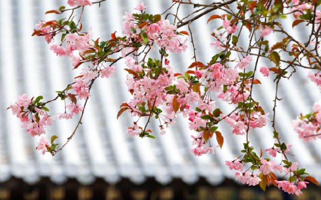 仲春赏花，高清限定壁纸上新！